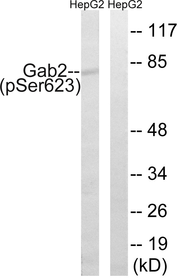 p-GAB2 (S623) Ab