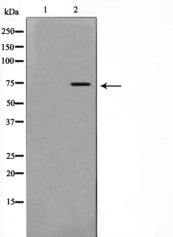 p-GAB2 (Y452) Ab