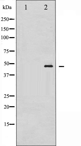 p-GATA1 (S142) Ab