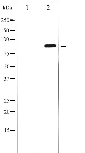 p-GluR2 (S880) Ab