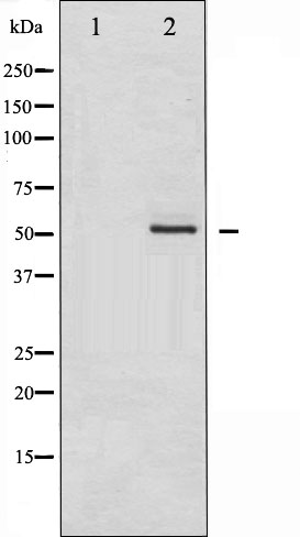 p-HDAC2 (S394) Ab