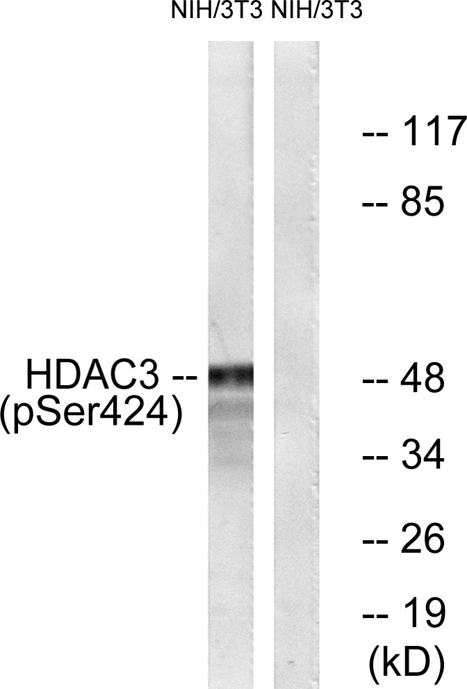 p-HDAC3 (S424) Ab