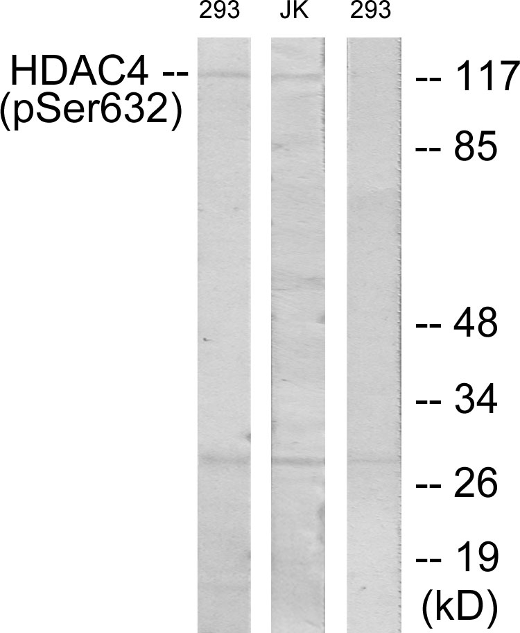 p-HDAC4 (S632) Ab