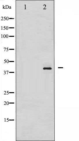 p-HDAC8 (S39) Ab