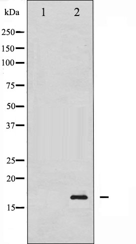 p-Histone H3 (S11) Ab