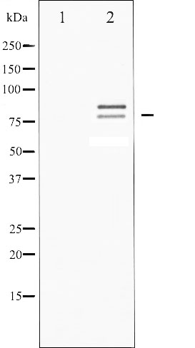 p-Hormone sensitive lipase (S853/S553) Ab