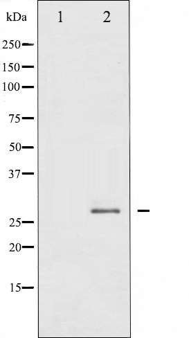 p-Hsp27 (S78) Ab