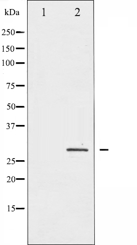 p-Hsp27 (S82) Ab