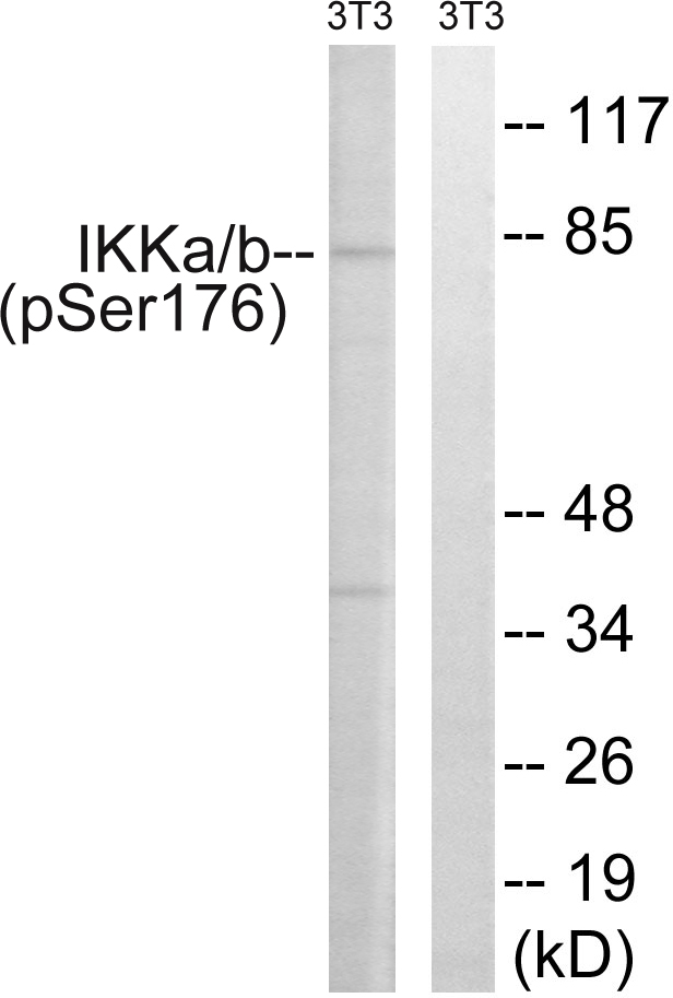 p-IKK alpha/beta (S176/S177) Ab