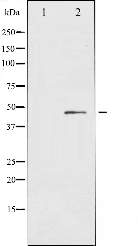 p-CXCR2 (S347) Ab