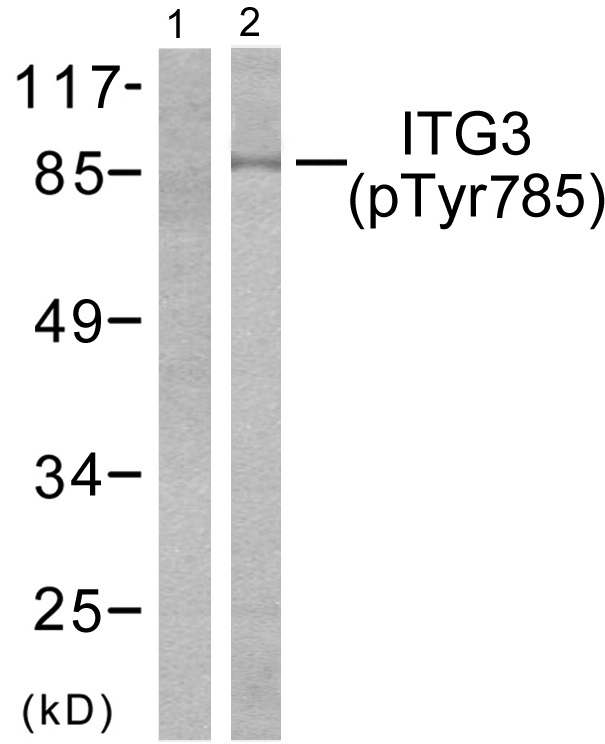 p-Integrin beta 3 (Y785) Ab