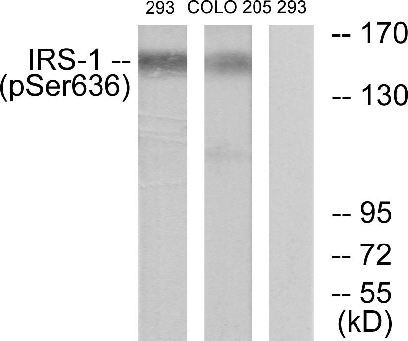 p-IRS 1 (S636) Ab