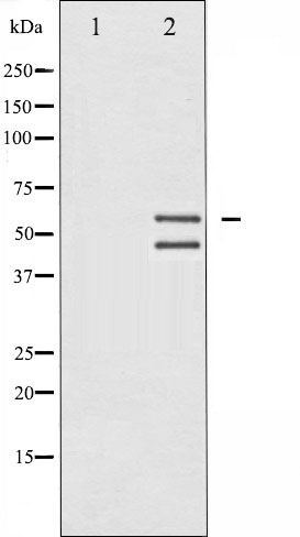 p-JNK1/2/3 (T183/T183/T221) Ab