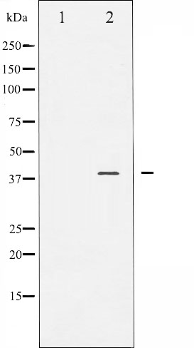 p-JunB (S259) Ab