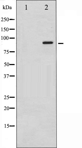 p-KCNB1 (S805) Ab