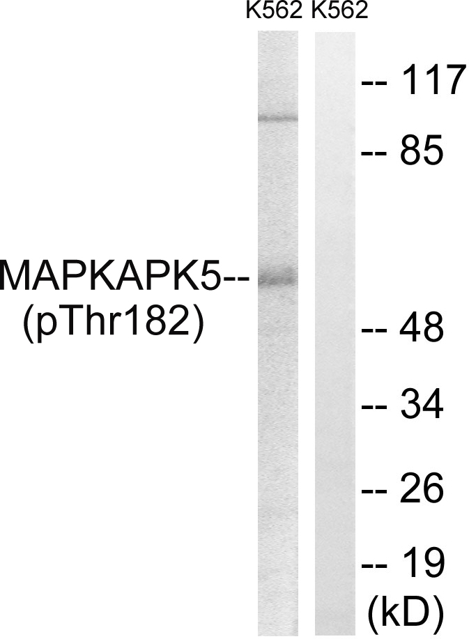 p-MK5 (T182) Ab