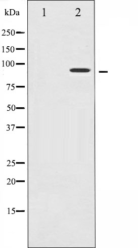 p-MSK1 (S212) Ab