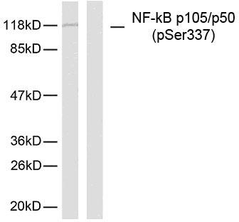 p-NF-kB p50 (S337) Ab