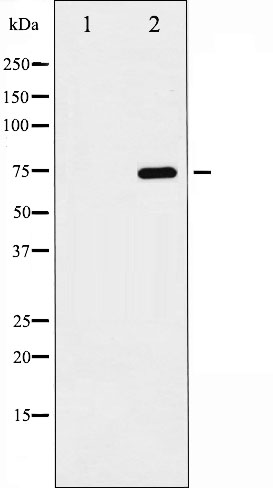 p-NF-kB p65 (S468) Ab