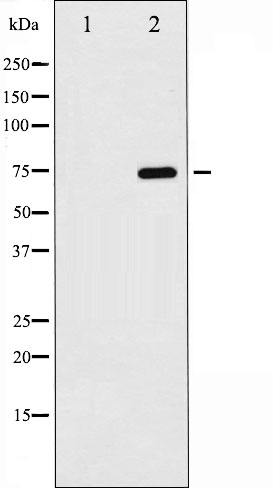 p-NF-kB p65 (S529) Ab