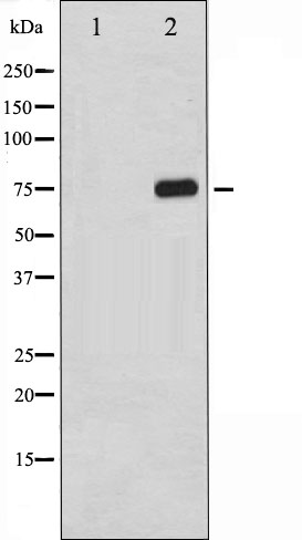 p-NF-kB p65 (T254) Ab