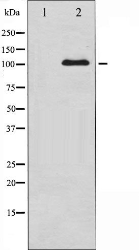 p-GluN1 (S890) Ab