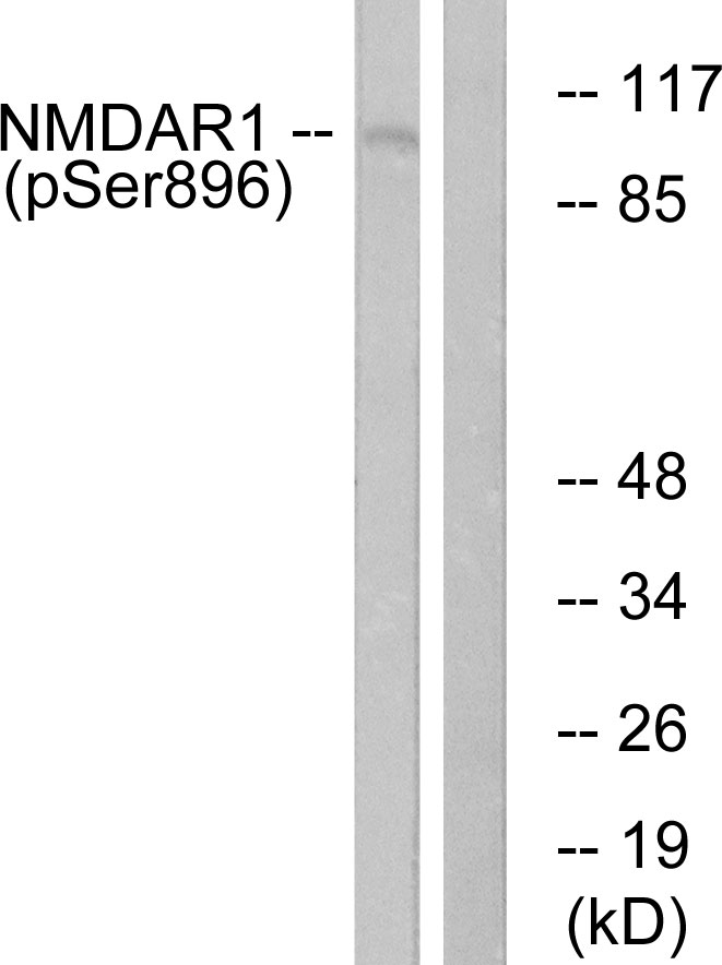 p-GluN1 (S896) Ab