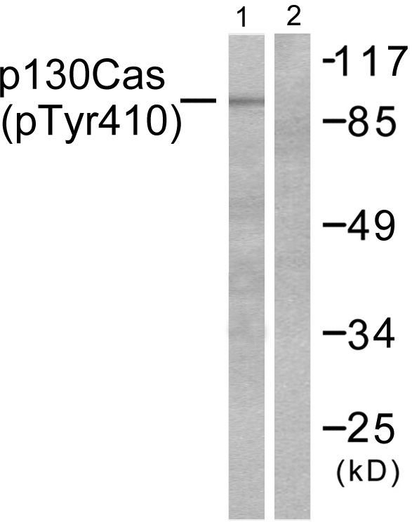 p-BCAR1 (Y410) Ab