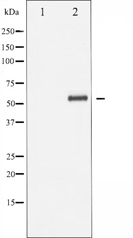 p-DOK1 (Y362) Ab