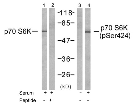 p-p70 S6 Kinase (S424) Ab