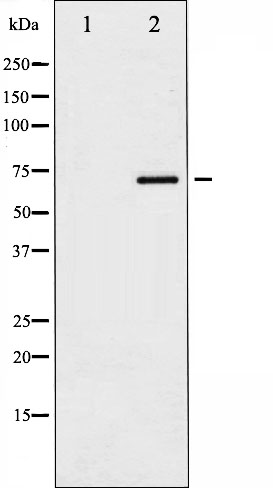 p-Paxillin (Y118) Ab