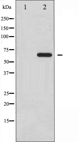 p-Paxillin (Y31) Ab