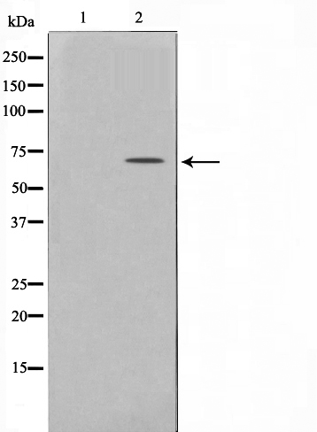 p-Paxillin (S178) Ab