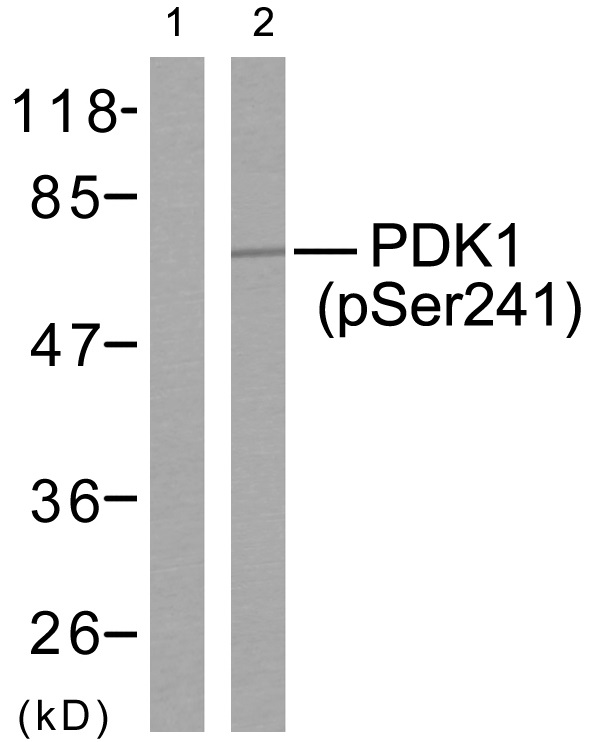 p-PDPK1 (S241) Ab