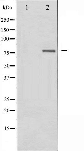 p-PI3 Kinase p85 alpha (Y607) Ab