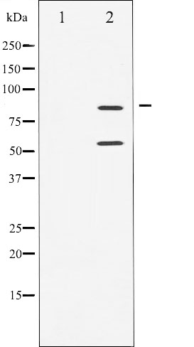 p-PI3 Kinase p85 alpha/gamma (Y467/Y199) Ab