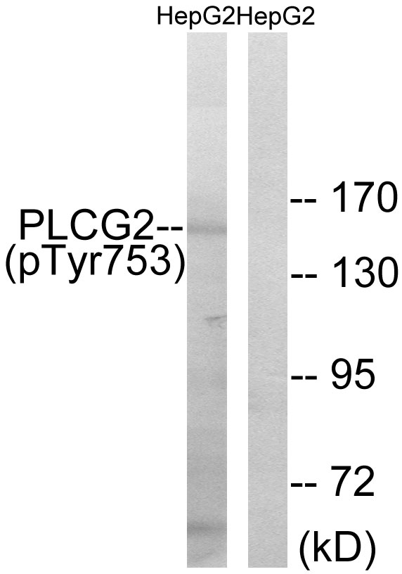 p-PLCG2 (Y753) Ab