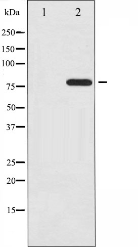 p-c Rel (S503) Ab