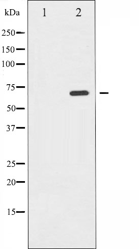 p-SHC1 (Y349) Ab