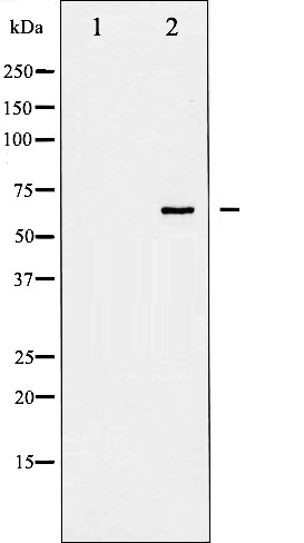 p-SHC1 (Y427) Ab