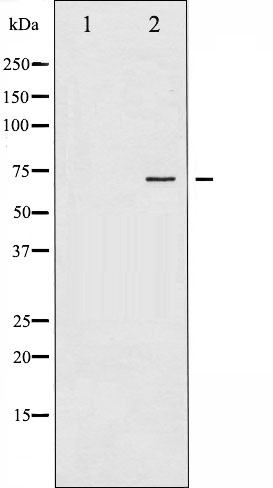 p-SHP2 (Y542) Ab