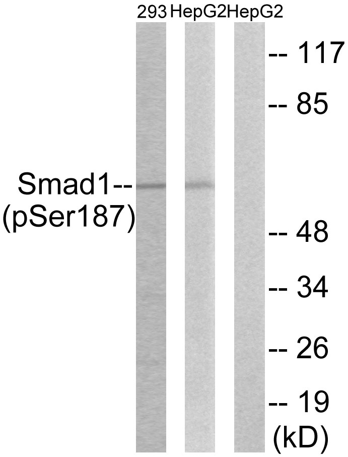 p-SMAD1 (S187) Ab