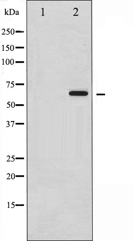 p-SMAD1 (S465) Ab