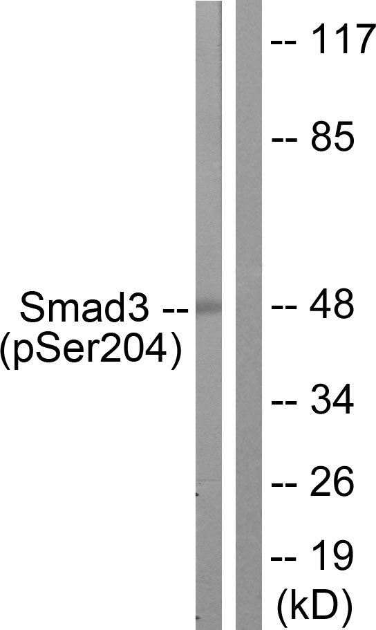 p-SMAD3 (S204) Ab