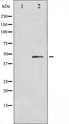 p-SMAD3 (S213) Ab