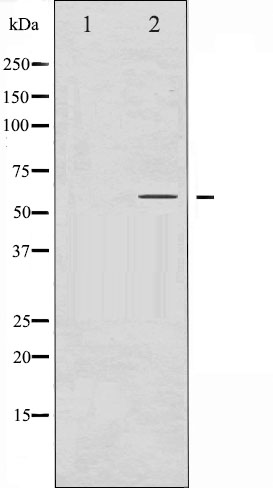 p-SMAD3 (S425) Ab