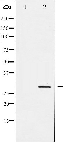 p-SNAI1 (S246) Ab