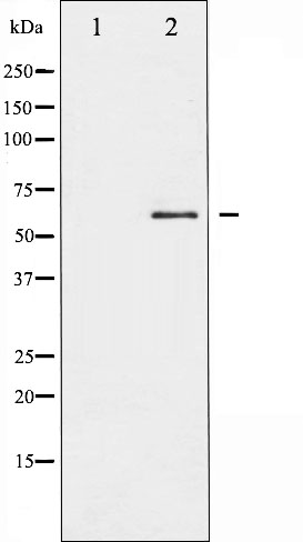 p-Src (Y419) Ab