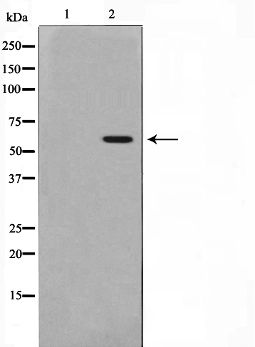 p-Src (Y529) Ab