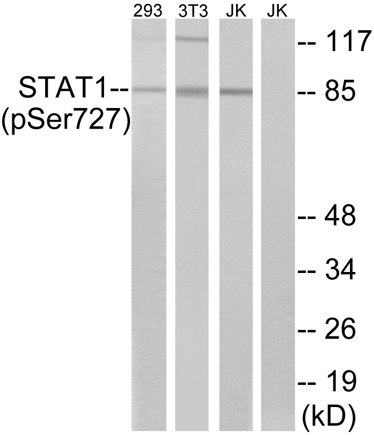 p-STAT1 (S727) Ab